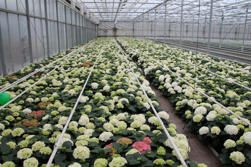 pepiniere-LE ROURET-min_nursery-hydrangea-white-flowers-greenhouse-flower-1609210-pxhere.com